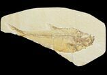 Bargain, Fossil Fish (Diplomystus) - Green River Formation #121003-1